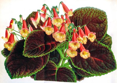 Achimenes naegelioides da Unbekannt