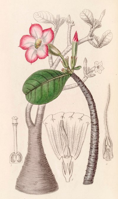 Illustrazione botanica di Adenium obesum, rosa del deserto da Unbekannter Künstler