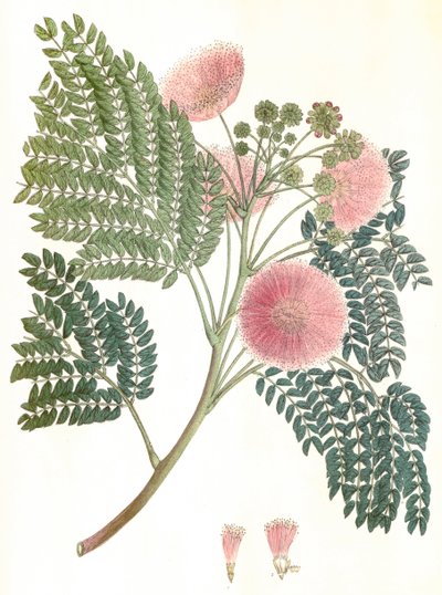 Illustrazione botanica di Albizia julibrissin, albero della seta da Unbekannter Künstler