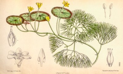 Illustrazione botanica di Cabomba aquatica da Unbekannt