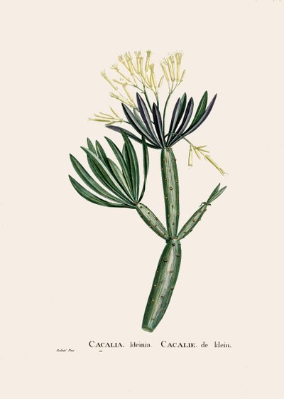 Illustrazione botanica/Redoubt/Senecio kleinia/Senecon da William M. Timlin
