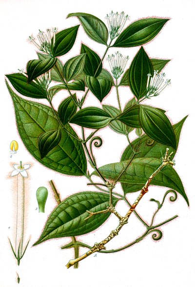 Illustrazione botanica/Strychnos toxifera/Curaro da Unbekannt