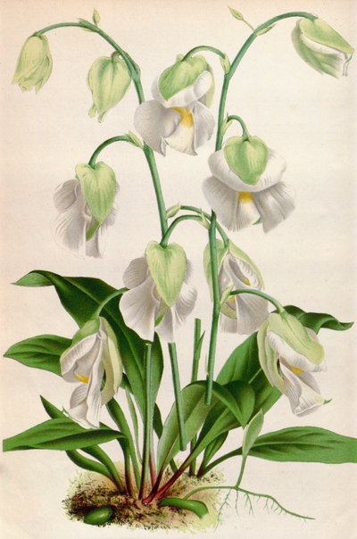 Illustrazione botanica di Utricularia alpina da Unbekannt