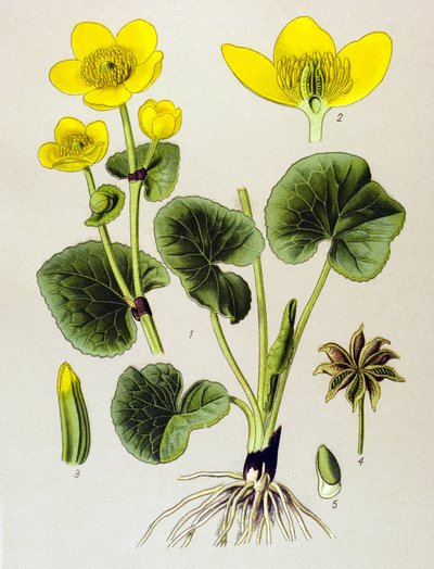 Tavola botanica, pianta velenosa: Popolazione di palude (Caltha palustris) da Unbekannter Künstler