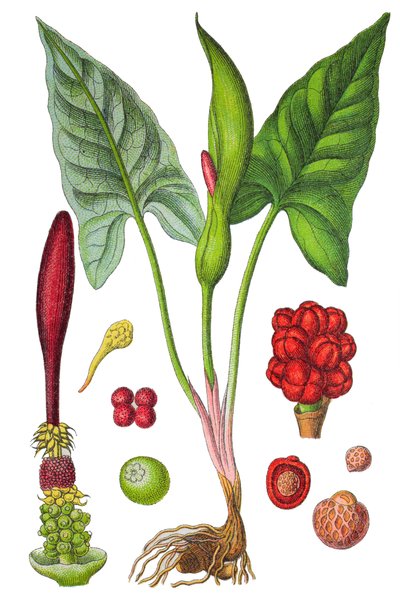 Tavola botanica: arum maculato (Arum selvatico o Arum maculatum), una pianta medicinale, cromolitografia storica da Unbekannter Künstler
