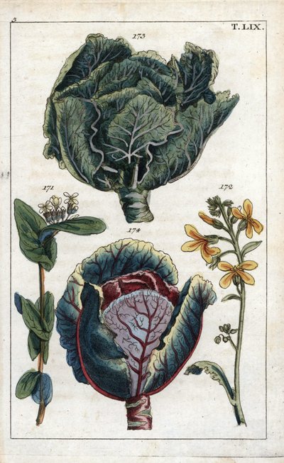 Botanica: cavolo, Brassica oleracea capitata, fiore 172 e testa di foglie 173, cavolo rosso, Brassica oleracea rubra da Unbekannter Künstler