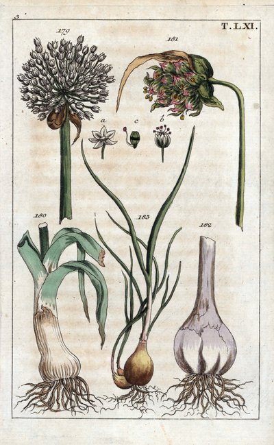 Botanica: porro, aglio, scalogno - Porro, fiore di aglio, bulbo di aglio e scalogno da Unbekannter Künstler