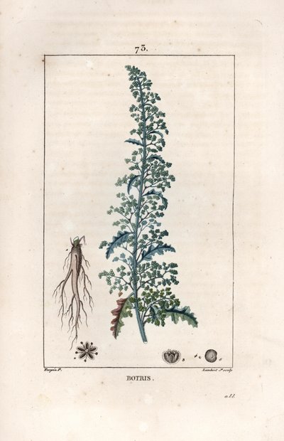 Botris (Chenopodium botrys) - Incisione di Lambert fils, da un disegno di Pierre Jean Francois Turpin (1775-1840), da La flore médicale, di Chaumeton, Poiret et Chamberet, Parigi 1830 da Unbekannter Künstler