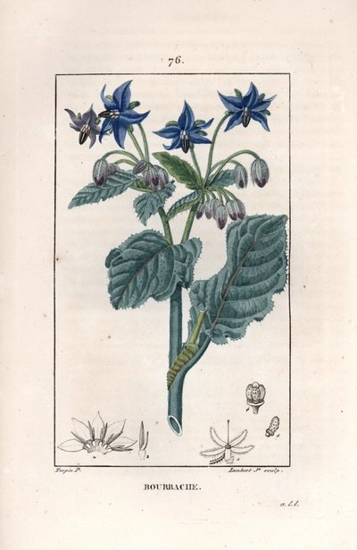 Borragine officinale - Incisione di Lambert fils, da un disegno di Pierre Jean Francois Turpin (1775-1840), da La flore médicale, di Chaumeton, Poiret et Chamberet, Parigi 1830 da Unbekannter Künstler