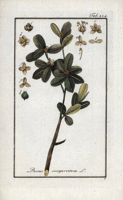 Bosso sempreverde. Litografia da 