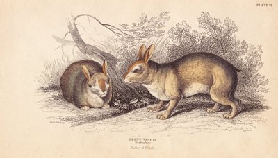 Coniglio brasiliano, Sylvilagus brasiliensis da Unbekannter Künstler