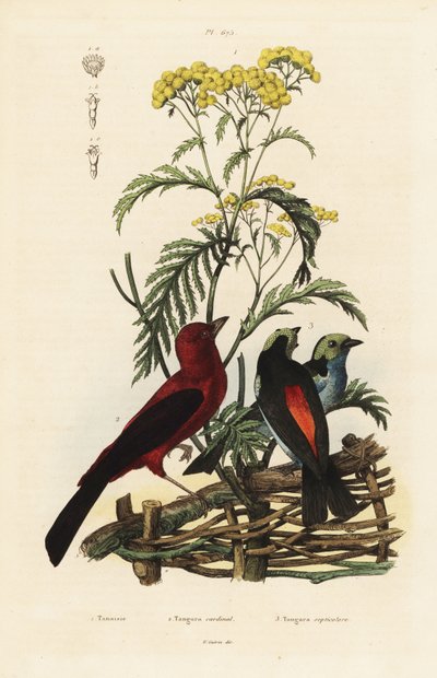 Tangara brasiliana, Ramphocelus bresilius, e tangara del paradiso, Tangara chilensis da Unbekannt