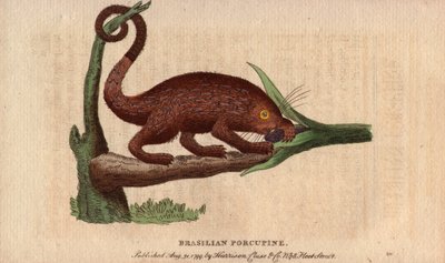 Porcospino epic brasiliano (Coendou prehensilis), porcospino epic semi-arboricolo americano delle zone tropicali, la cui coda prensile gli permette di arrampicarsi sugli alberi. Disegno di Thomas Pennant. Litografia in The Naturalist Pocket Magazine or Cab da Unbekannter Künstler
