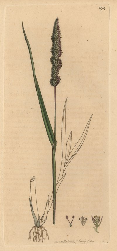 Erba coda di volpe setolosa, Setaria verticillata (erba panico ruvida, Panicum verticillatum) (setaria verde) Incisione a mano colorata su rame dopo un disegno di James Sowerby per James Smith