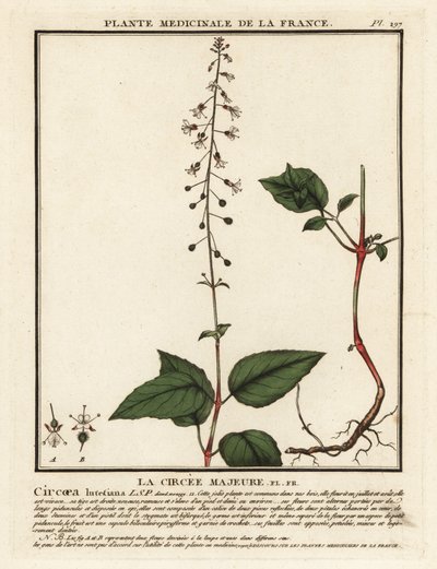Circaea lutetiana da Unbekannter Künstler