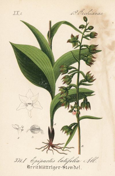 Epitactis a foglia larga - Elleborina a foglia larga, Epipactis helleborine (Epipactis latifolia). Litografia colorata a mano da Flora tedesca di Diederich von Schlechtendal (Flora von Deutschland), Jena da Unbekannter Künstler