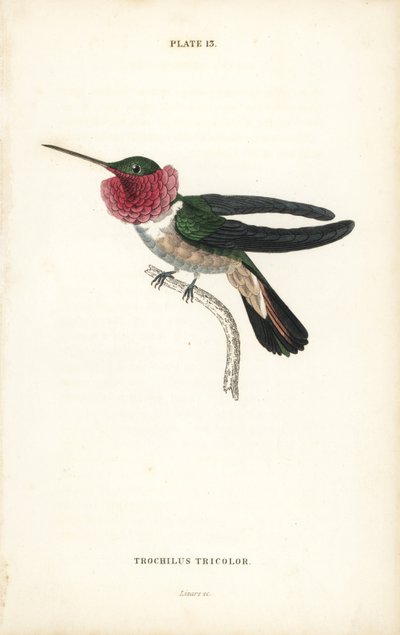 Colibrì a coda larga, Selasphorus platycercus. Incisione a mano colorata da William Lizars dal libro di Sir William Jardine