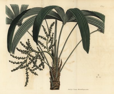 Palma da ventaglio a foglia larga, Rhapis excelsa (Maschio nano di ratan, Rhapis flabelliformis mas) da Unbekannt