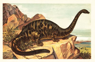 Brontosaurus excelsus, specie estinta di gigantesco quadrupede da Unbekannter Künstler