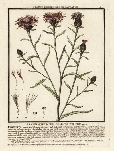 Fiordaliso bruno, Centaurea jacea da Unbekannter Künstler