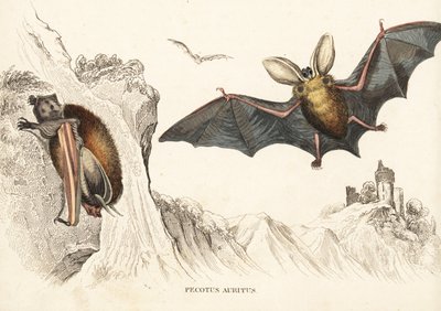 Pipistrello marrone dalle orecchie lunghe o pipistrello comune dalle orecchie lunghe. Incisione in acciaio colorata a mano da Georg Friedrich Treitschke