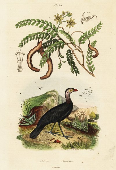 Tacchino spazzola e tamarindo, 1834-1839 (incisione) da Unbekannter Künstler