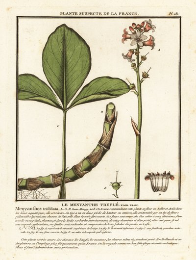Trifoglio fibrino, Menyanthes trifoliata da Unbekannter Künstler