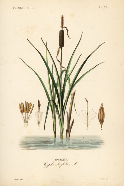 Typha latifolia da Unbekannt