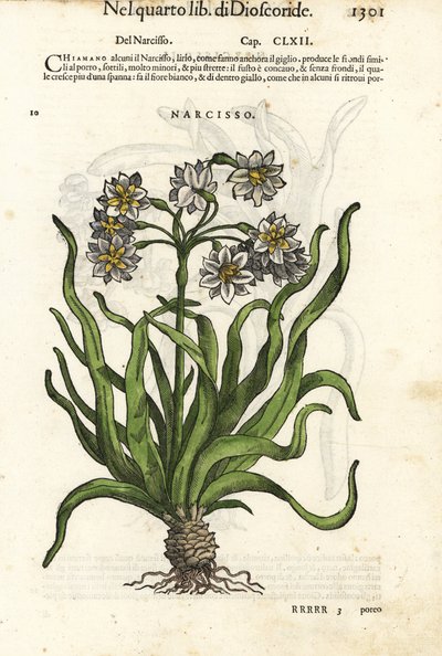 Narciso a grappolo, Narcissus tazetta. Incisione xilografica colorata a mano di Wolfgang Meyerpick da un