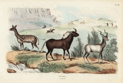 Cefalofo, Tragelaphus scriptus 1, gnu dalla coda bianca, Connochaetes gnou 2, kudu maggiore, Tragelaphus strepsiceros 3 da Unbekannt