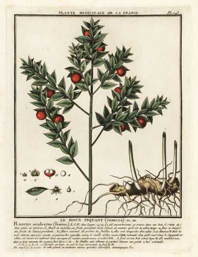 Ruscus aculeatus da Unbekannter Künstler