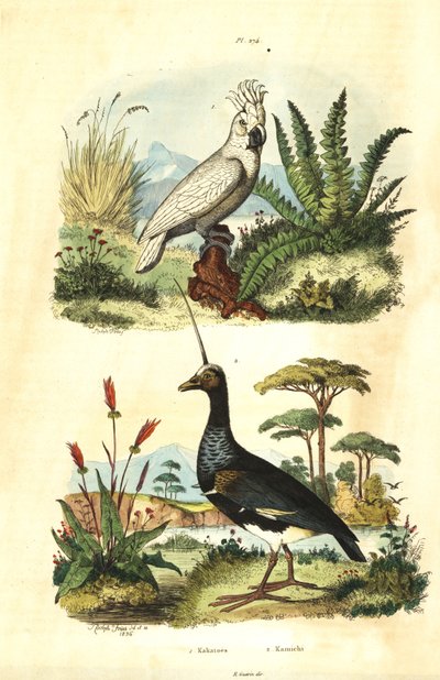 Cacatua galerita, Cacatua ciuffogiallo, e anhima cornuta, Anhima cornuta da Unbekannt