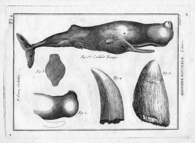 Cachalot trumpo (un trompe) in "Painting Encyclopedique et Methodique des trois Regnes de la Nature" di Pierre Joseph Bonnaterre (1762-1804). Parigi 1784 da Unbekannter Künstler