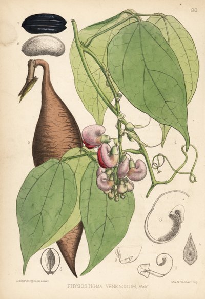 Fagiolo di Calabar o fagiolo dell