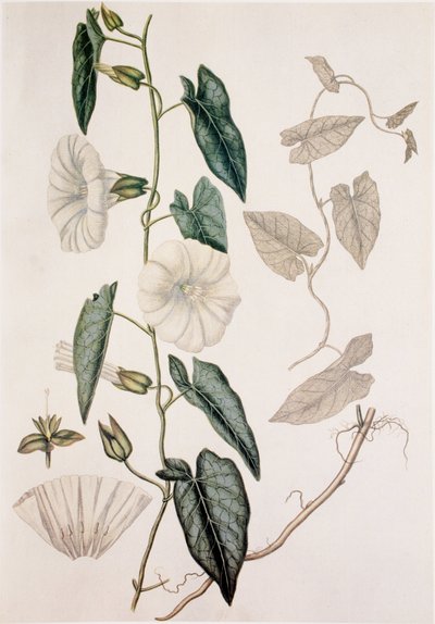 Calystegia sepium/Convolvolo sepium/Convolvolo delle siepi da Unbekannt