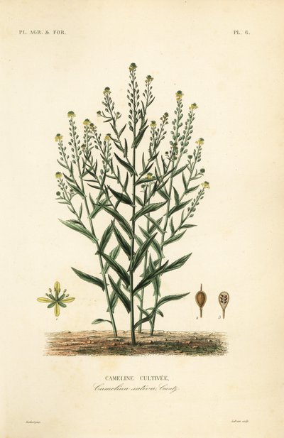 Camelina o falso lino, Camelina sativa da Unbekannt