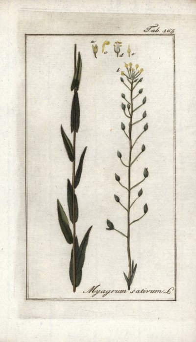 Camelina sativa da Unbekannter Künstler