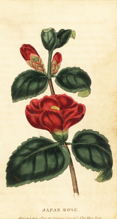 Camelia o rosa del Giappone, Camellia japonica (incisione) da Unbekannter Künstler