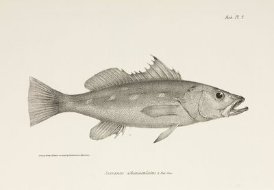 Camotillo, Oceano Pacifico, c. 1832-1836 da Unbekannter Künstler