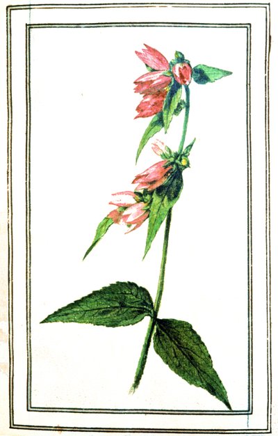 Campanula comune da Unbekannter Künstler