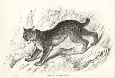 Lince canadese, Lynx canadensis (Felis canadensis). Litografia colorata a mano dalla 