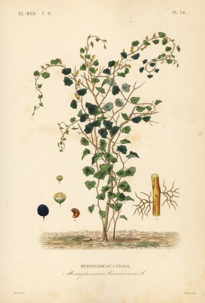 Moonseed canadese, Menispermum canadense da Unbekannt