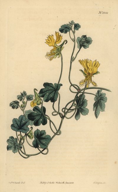 Tropaeolum peregrinum da Unbekannt
