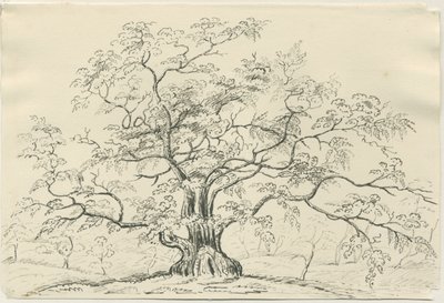 Cannock Chase: disegno a penna e matita, XIX secolo da Unbekannt