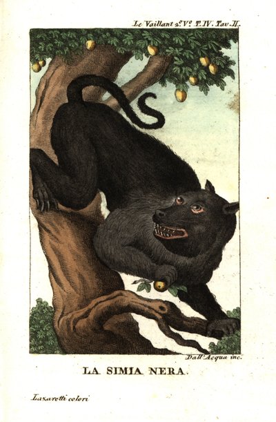 Babbuino del Capo o babbuino chacma, Papio ursinus. Da Francois Le Vaillant (Levaillant da Unbekannter Künstler