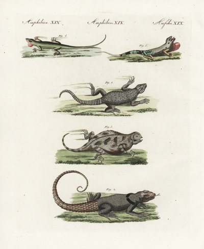 Lucertola con cintura del Capo (sauriano africano), Cordylus cordylus 1, lucertola di Cuvier del Madagascar, Oplurus cuvieri 2, lucertola cornuta di montagna, Phrynosoma orbiculare 3, anole giamaicano, Anolis garmani 4, e anole verde da Unbekannter Künstler