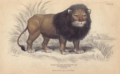 Leone del Capo (litografia) da Unbekannter Künstler