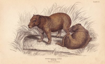 Capibara, Hydrochoerus hydrochaeris da Unbekannter Künstler