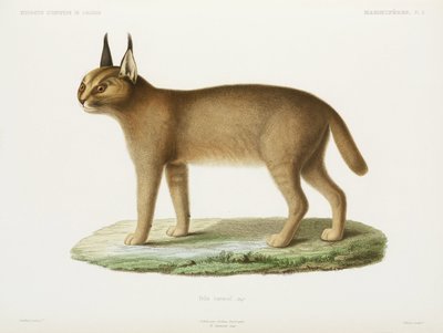 Caracal, Algeria da Unbekannt
