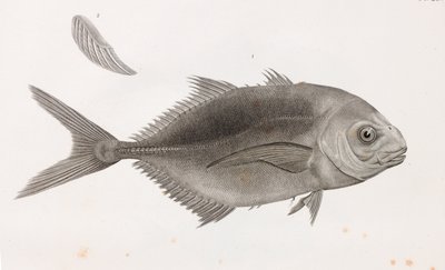 Caranx Sauteur (dettaglio) da Unbekannt